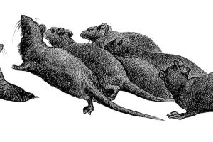 Die Ratten